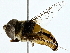  ( - BIOUG85526-F06)  @11 [ ] CreativeCommons - Attribution (2022) CBG Photography Group Centre for Biodiversity Genomics