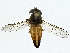  ( - BIOUG93336-C04)  @11 [ ] CreativeCommons - Attribution (2022) CBG Photography Group Centre for Biodiversity Genomics