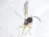  (Omphale Malaise5423 - CBG-A15581-H07)  @11 [ ] CreativeCommons - Attribution Share - Alike (2023) Centre for Biodiversity Genomics Centre for Biodiversity Genomics