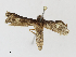 (Phlyctaina Malaise4120 - CBG-A16694-B12)  @11 [ ] CreativeCommons - Attribution Share-Alike (2023) CBG Photography Group Centre for Biodiversity Genomics