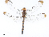  ( - CBG-A16711-H11)  @11 [ ] CreativeCommons - Attribution Share - Alike (2023) CBG Photography Group Centre for Biodiversity Genomics