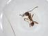  (Pheidole sp60 - CBG-A17061-E03)  @11 [ ] CreativeCommons - Attribution Share - Alike (2023) Centre for Biodiversity Genomics Centre for Biodiversity Genomics