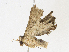  ( - CBG-A07042-F10)  @11 [ ] CreativeCommons - Attribution Share - Alike (2023) CBG Photography Group Centre for Biodiversity Genomics