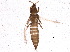  (Chirothrips africanus - BIOUG17603-D11)  @13 [ ] CreativeCommons - Attribution (2015) CBG Photography Group Centre for Biodiversity Genomics