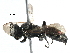  ( - BIOUG17671-E02)  @13 [ ] CreativeCommons - Attribution (2016) CBG Photography Group Centre for Biodiversity Genomics