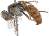  (Tachysphex argentatus - BIOUG17671-E03)  @15 [ ] CreativeCommons - Attribution (2015) CBG Photography Group Centre for Biodiversity Genomics