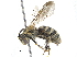  (Lipotriches parca - BIOUG17671-E10)  @15 [ ] CreativeCommons - Attribution (2015) CBG Photography Group Centre for Biodiversity Genomics