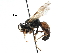  ( - BIOUG17671-F02)  @14 [ ] CreativeCommons - Attribution (2016) CBG Photography Group Centre for Biodiversity Genomics