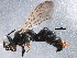  ( - BIOUG17597-B10)  @13 [ ] CreativeCommons - Attribution (2015) CBG Photography Group Centre for Biodiversity Genomics