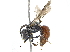  ( - BIOUG17599-B04)  @15 [ ] CreativeCommons - Attribution (2015) CBG Photography Group Centre for Biodiversity Genomics