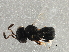  ( - BIOUG17600-G12)  @13 [ ] CreativeCommons - Attribution (2015) CBG Photography Group Centre for Biodiversity Genomics