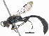  ( - BIOUG17733-A01)  @15 [ ] CreativeCommons - Attribution (2015) CBG Photography Group Centre for Biodiversity Genomics