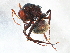  ( - BIOUG18388-C02)  @12 [ ] CreativeCommons - Attribution (2015) CBG Photography Group Centre for Biodiversity Genomics