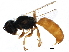  ( - BIOUG18771-E08)  @12 [ ] CreativeCommons - Attribution (2016) CBG Photography Group Centre for Biodiversity Genomics