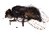 (Phytomyza thalictrella - BIOUG18778-B10)  @13 [ ] CreativeCommons - Attribution (2015) CBG Photography Group Centre for Biodiversity Genomics