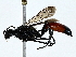  ( - BIOUG80103-G07)  @11 [ ] CreativeCommons - Attribution (2022) CBG Photography Group Centre for Biodiversity Genomics
