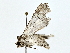  ( - BIOUG80107-F06)  @11 [ ] CreativeCommons - Attribution (2022) CBG Photography Group Centre for Biodiversity Genomics