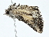  ( - BIOUG80110-E09)  @11 [ ] CreativeCommons - Attribution (2022) CBG Photography Group Centre for Biodiversity Genomics