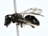  ( - BIOUG85271-B05)  @11 [ ] CreativeCommons - Attribution (2022) CBG Photography Group Centre for Biodiversity Genomics