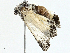  ( - BIOUG97755-E02)  @11 [ ] CreativeCommons - Attribution (2023) CBG Photography Group Centre for Biodiversity Genomics