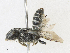  ( - CBG-A15035-C12)  @11 [ ] CreativeCommons - Attribution Share - Alike (2023) CBG Photography Group Centre for Biodiversity Genomics