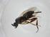  (Apanteles Rodriguez5747 - CBG-A15937-H11)  @11 [ ] CreativeCommons - Attribution Share - Alike (2023) Centre for Biodiversity Genomics Centre for Biodiversity Genomics