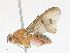  ( - CBG-A17494-G04)  @11 [ ] CreativeCommons - Attribution Share - Alike (2023) CBG Photography Group Centre for Biodiversity Genomics