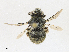  ( - CBG-A17495-D06)  @11 [ ] CreativeCommons - Attribution Share - Alike (2023) CBG Photography Group Centre for Biodiversity Genomics