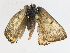  ( - CBG-A17496-F01)  @11 [ ] CreativeCommons - Attribution Share - Alike (2023) CBG Photography Group Centre for Biodiversity Genomics