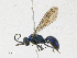  ( - CBG-A17498-F09)  @11 [ ] CreativeCommons - Attribution Share - Alike (2023) CBG Photography Group Centre for Biodiversity Genomics