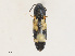  ( - CBG-A27535-A02)  @11 [ ] CreativeCommons - Attribution Share-Alike (2024) CBG Photography Group Centre for Biodiversity Genomics