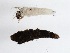  (Ceraclea sp. BOLDACE3230 - BIOUG00328-A08)  @13 [ ] Unspecified (default): All Rights Reserved  Unspecified Unspecified
