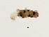  (Lepidostoma sp. BOLDAAA2390 - BIOUG00331-C09)  @12 [ ] Unspecified (default): All Rights Reserved  Unspecified Unspecified