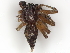  ( - CBG-A30141-H04)  @11 [ ] CreativeCommons - Attribution Share-Alike (2024) CBG Photography Group Centre for Biodiversity Genomics