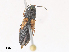  ( - CBG-A30143-G12)  @11 [ ] CreativeCommons - Attribution Share - Alike (2024) CBG Photography Group Centre for Biodiversity Genomics