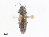  ( - CBG-A30143-H01)  @11 [ ] CreativeCommons - Attribution Share - Alike (2024) CBG Photography Group Centre for Biodiversity Genomics