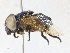  ( - CBG-A29994-H07)  @11 [ ] CreativeCommons - Attribution Share - Alike (2024) CBG Photography Group Centre for Biodiversity Genomics