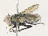  ( - CBG-A31794-D02)  @11 [ ] CreativeCommons - Attribution Share - Alike (2024) CBG Photography Group Centre for Biodiversity Genomics