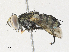  ( - CBG-A31794-D04)  @11 [ ] CreativeCommons - Attribution Share - Alike (2024) CBG Photography Group Centre for Biodiversity Genomics