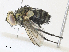  ( - CBG-A31794-G09)  @11 [ ] CreativeCommons - Attribution Share - Alike (2024) CBG Photography Group Centre for Biodiversity Genomics