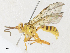  (Neotheronia Malaise6577 - CBG-A31795-F06)  @11 [ ] CreativeCommons - Attribution Share - Alike (2024) CBG Photography Group Centre for Biodiversity Genomics