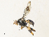  ( - CBG-A31795-H09)  @11 [ ] CreativeCommons - Attribution Share - Alike (2024) CBG Photography Group Centre for Biodiversity Genomics