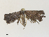  ( - CBG-A33519-A03)  @11 [ ] CreativeCommons - Attribution Share - Alike (2024) CBG Photography Group Centre for Biodiversity Genomics