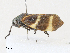  ( - CBG-A33520-A08)  @11 [ ] CreativeCommons - Attribution Share - Alike (2024) CBG Photography Group Centre for Biodiversity Genomics