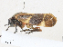  ( - CBG-A33520-A10)  @11 [ ] CreativeCommons - Attribution Share - Alike (2024) CBG Photography Group Centre for Biodiversity Genomics