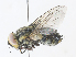  ( - CBG-A33520-C12)  @11 [ ] CreativeCommons - Attribution Share - Alike (2024) CBG Photography Group Centre for Biodiversity Genomics