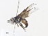  ( - CBG-A34317-B11)  @11 [ ] CreativeCommons - Attribution Share - Alike (2024) CBG Photography Group Centre for Biodiversity Genomics