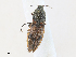  ( - CBG-A30943-G04)  @11 [ ] CreativeCommons - Attribution Share - Alike (2024) CBG Photography Group Centre for Biodiversity Genomics
