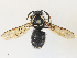  ( - CBG-A27584-C03)  @11 [ ] CreativeCommons - Attribution Share - Alike (2024) CBG Photography Group Centre for Biodiversity Genomics