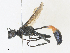  ( - CBG-A27584-F09)  @11 [ ] CreativeCommons - Attribution Share - Alike (2024) CBG Photography Group Centre for Biodiversity Genomics